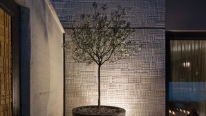 Un árbol en maceta dentro de una jardinera grande, frente a una pared con textura, con una puerta y una ventana a la izquierda y un farol a la derecha.