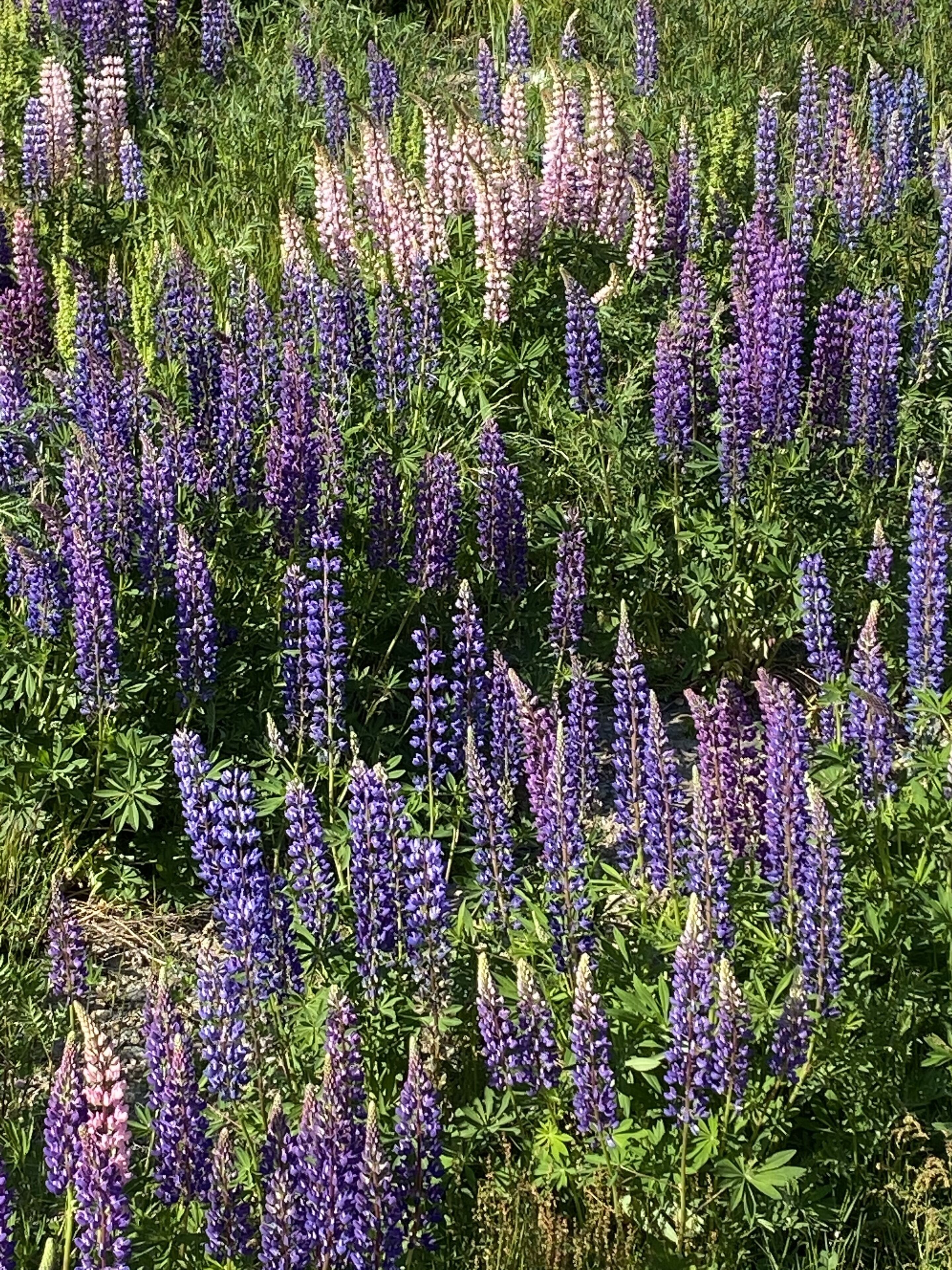 Un campo de flores de altramora moradas.