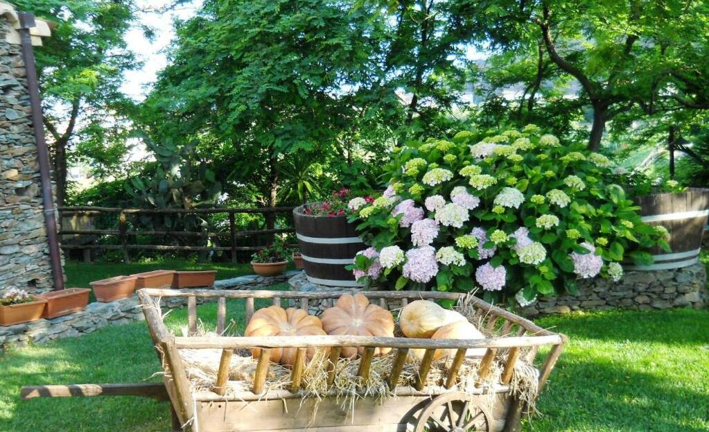 A garden with a wheelbarrow of pumpkins and a bush of hydrangeas.