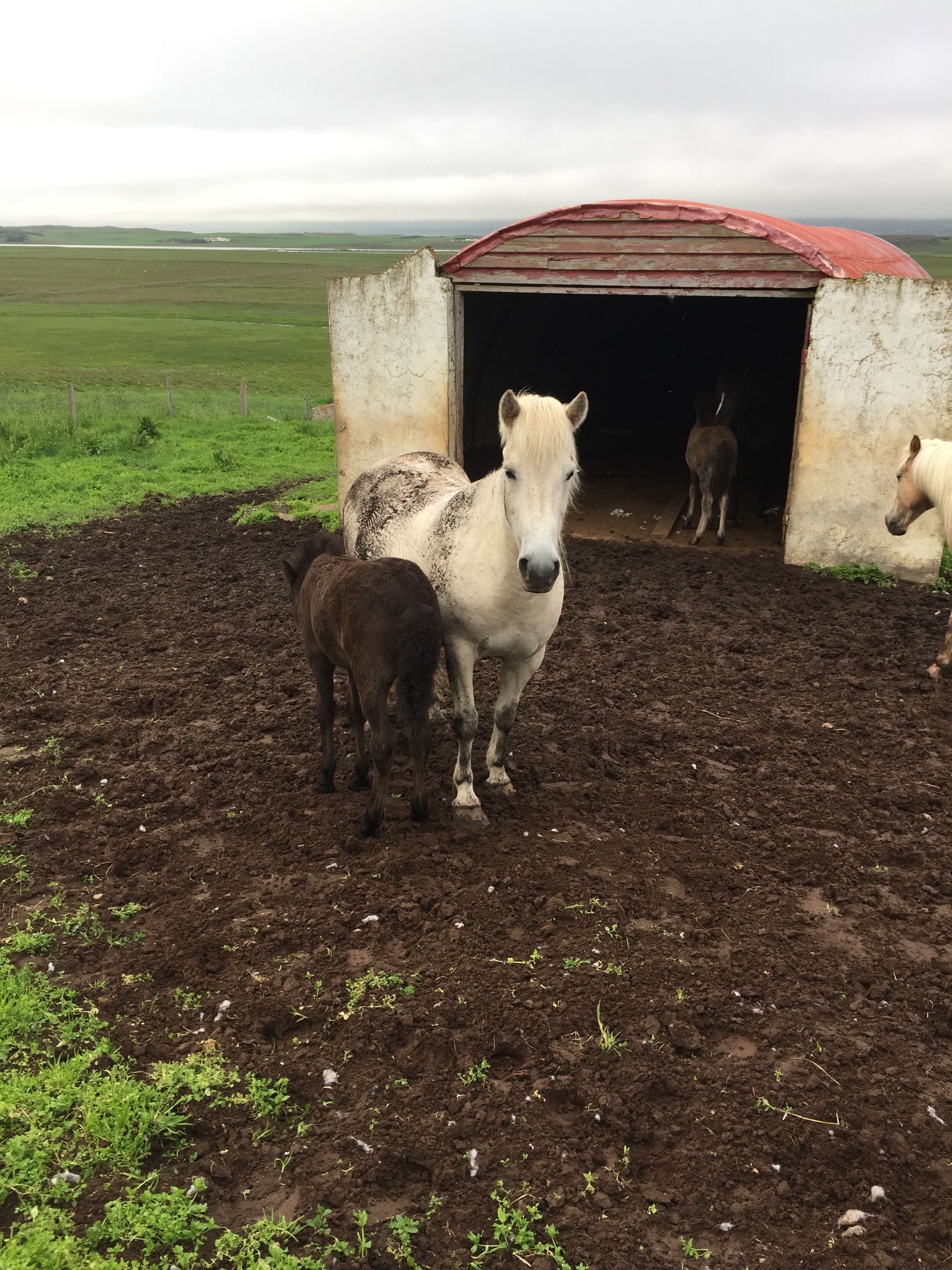 A stable with a red roof and a dirt ground.
