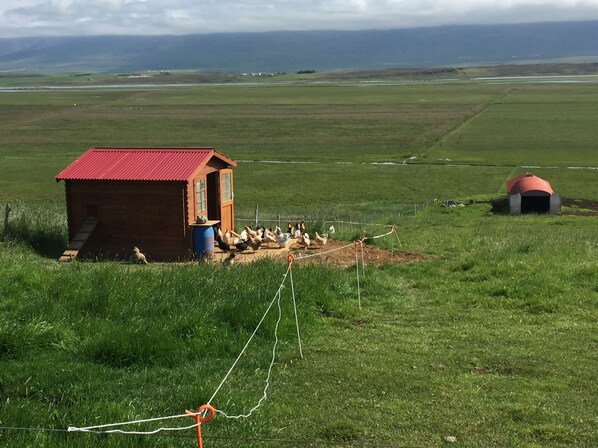 A rural landscape with a small wooden building with a red roof, a fenced area with chickens, and a distant view of a larger red-roofed structure.