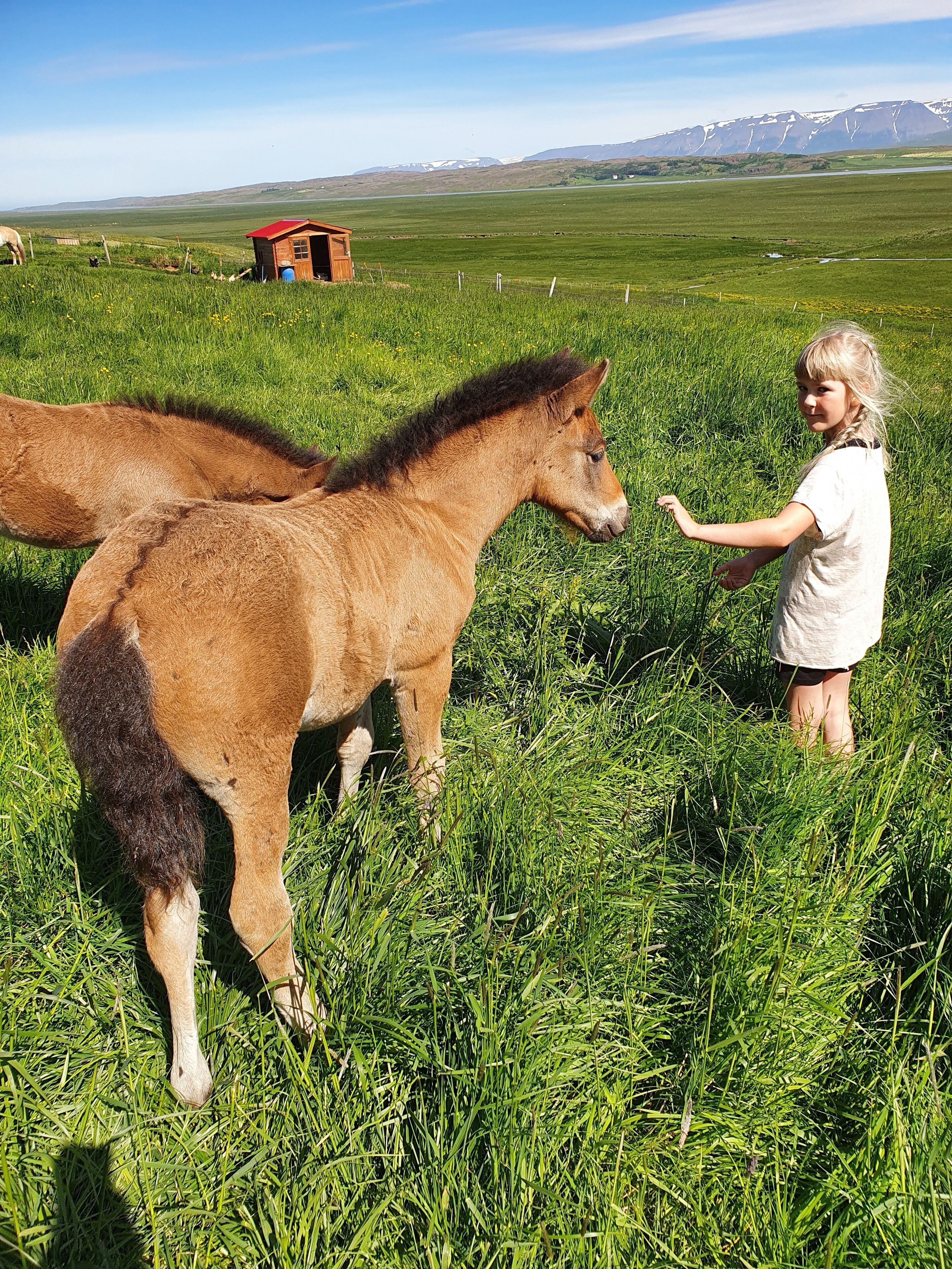 A person interacting with a small horse in a grassy field with a distant mountain range and a small wooden structure.