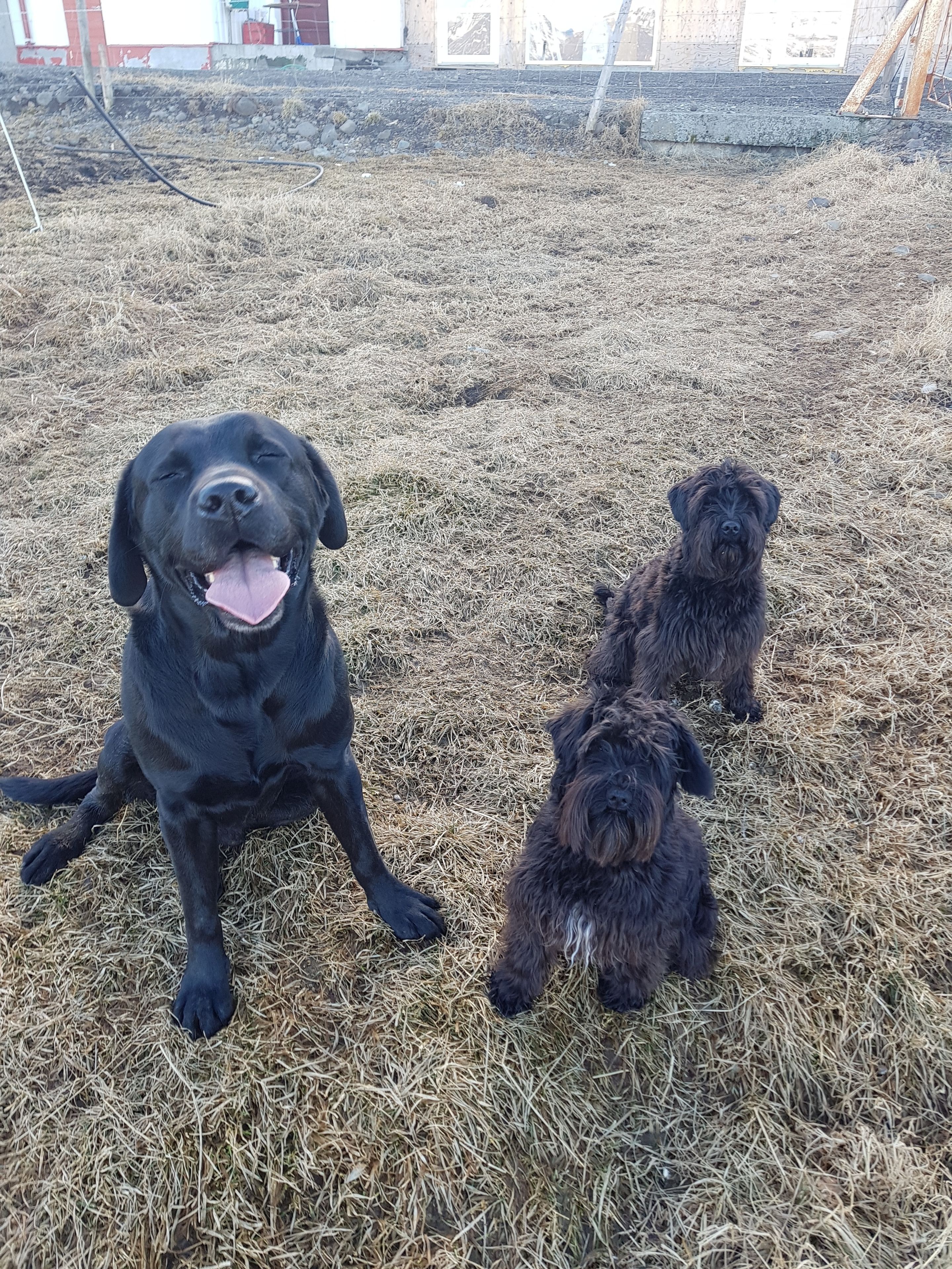 Three dogs sitting on a straw-covered ground.