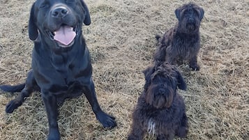 Three dogs sitting on a straw-covered ground.