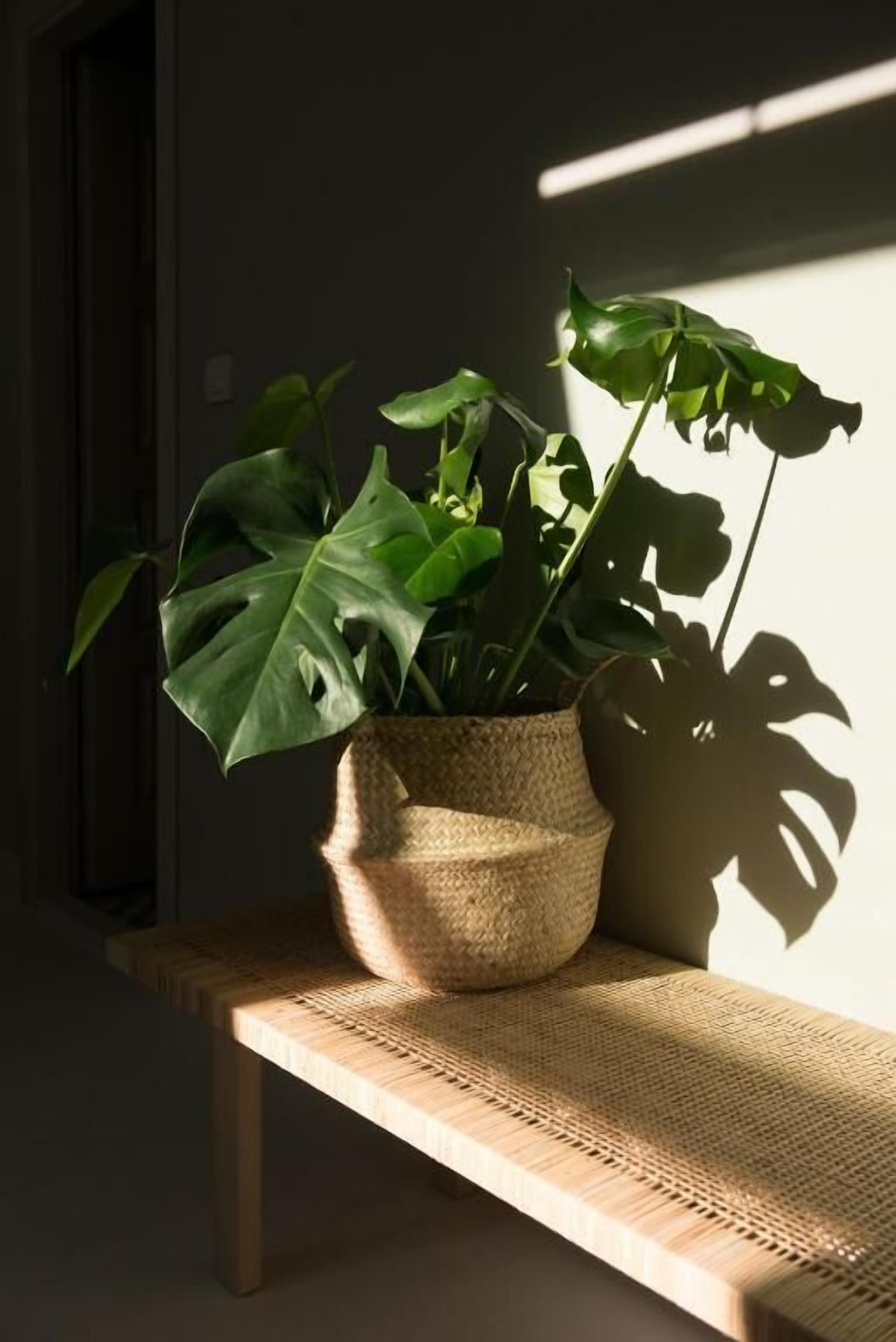 Foto - Smokvica Dorćol B&B