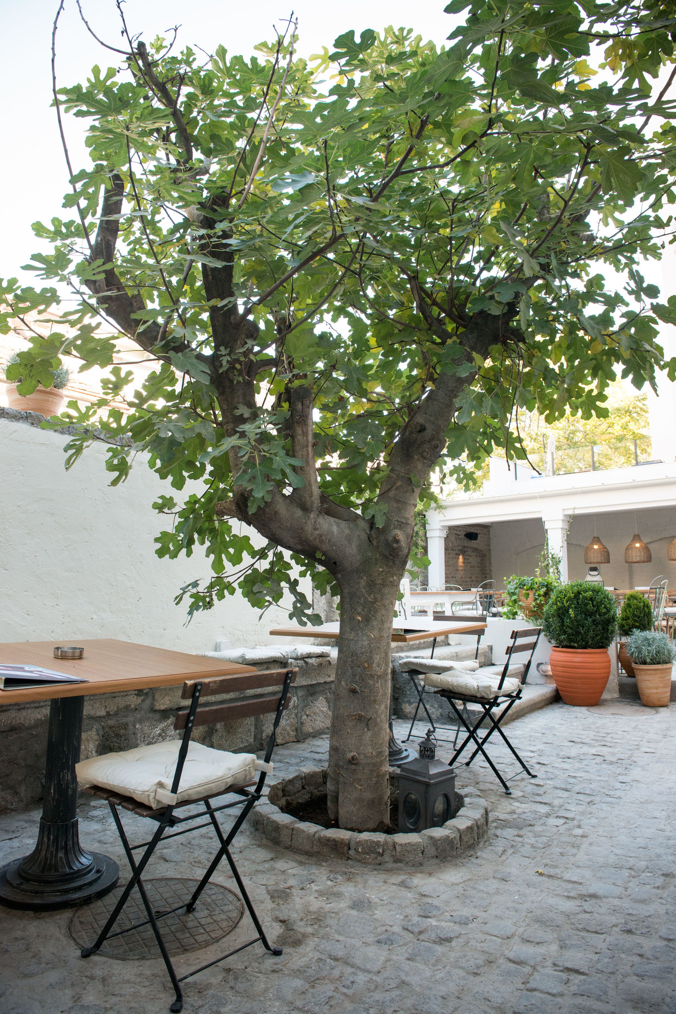 Foto - Smokvica Dorćol B&B