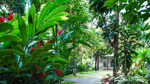 Un sendero de madera rodeado de abundante vegetación y plantas tropicales.