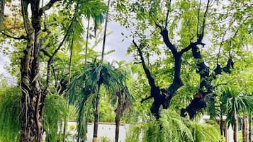 A lush garden with various trees and plants, including a prominent banyan tree with extensive roots.