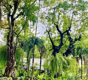 A lush garden with various trees and plants, including a prominent banyan tree with extensive roots. - Tai resort (San Pa Thong)
