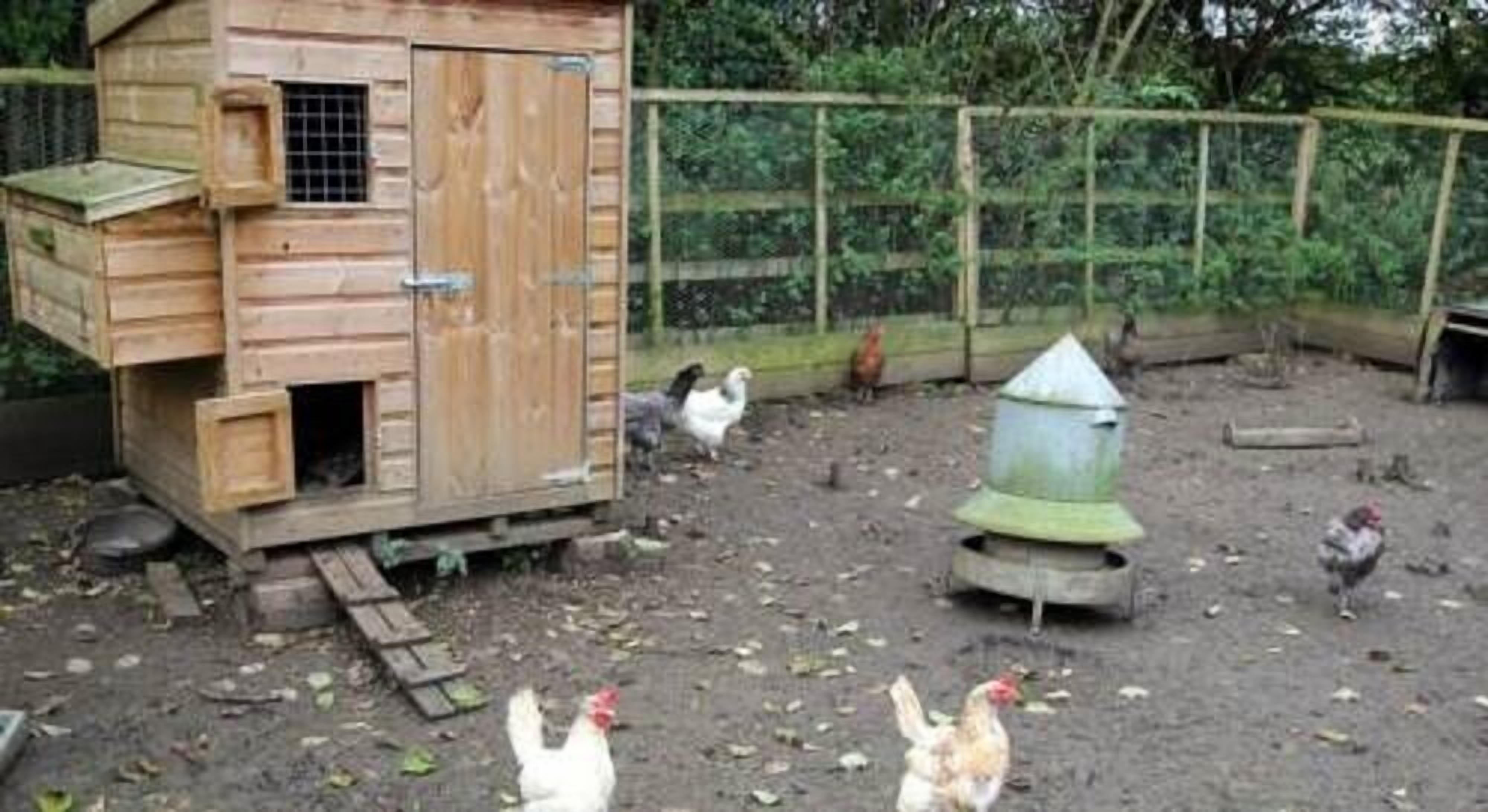 A wooden chicken coop with a small window and a ramp.