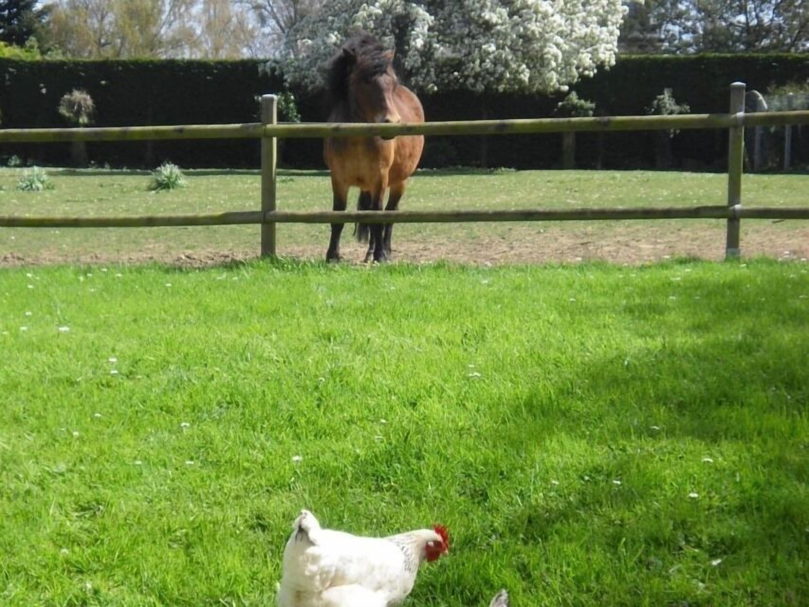 Een omheind gebied met een paard en een kip.
