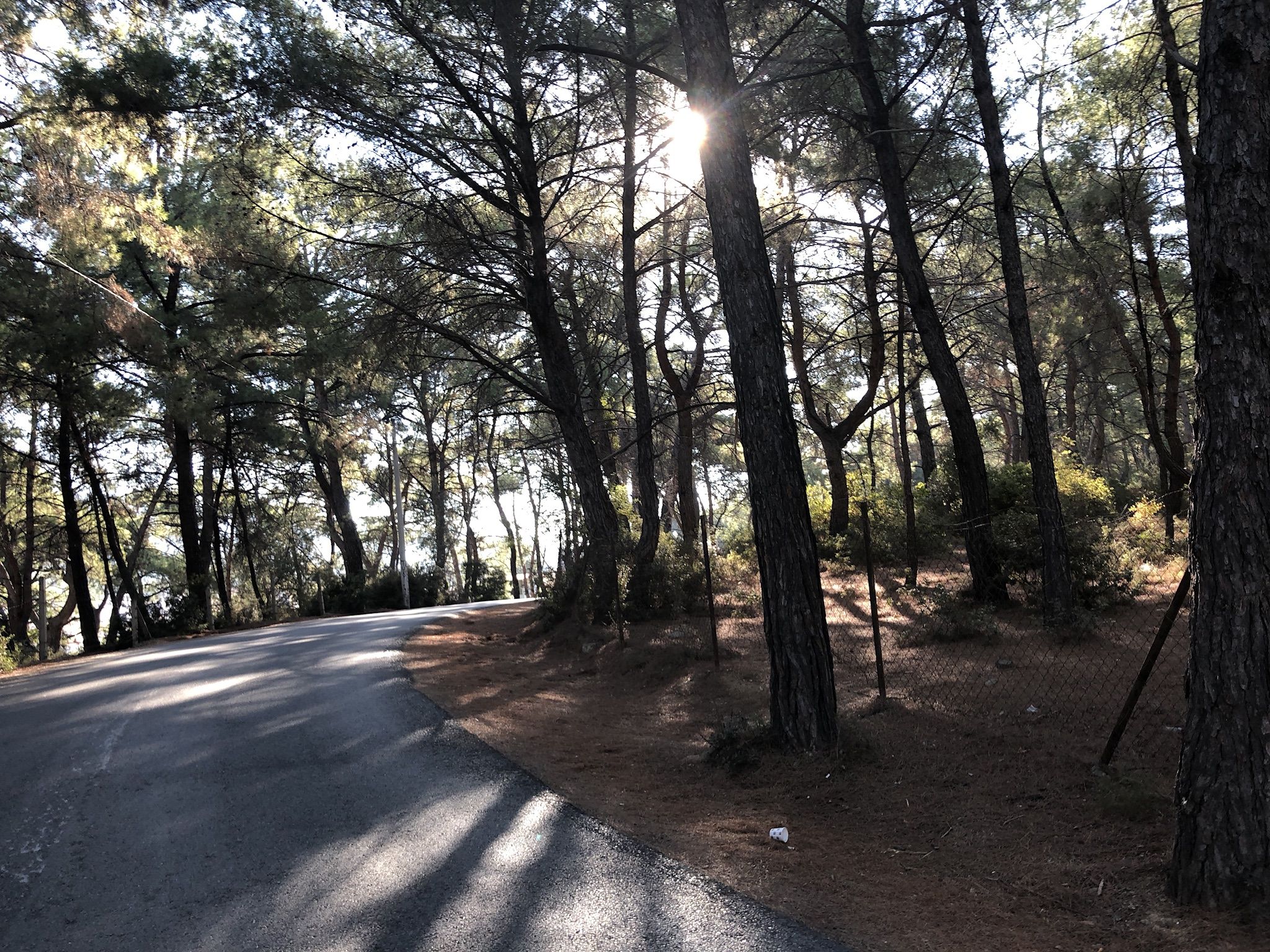 A forested road with trees and a clear sky.