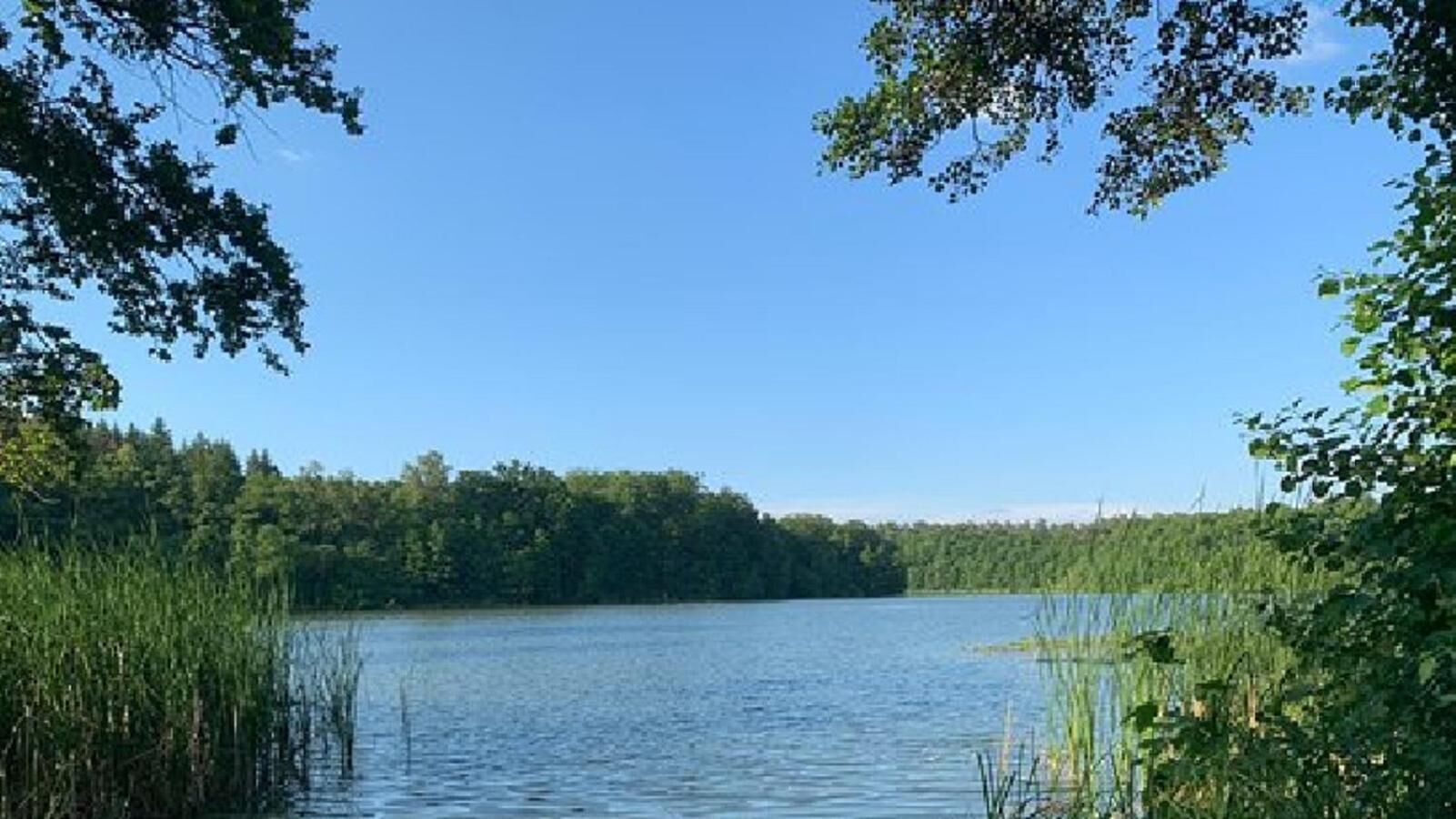Ein ruhiger See, umgeben von dichtem Wald und blauem Himmel.