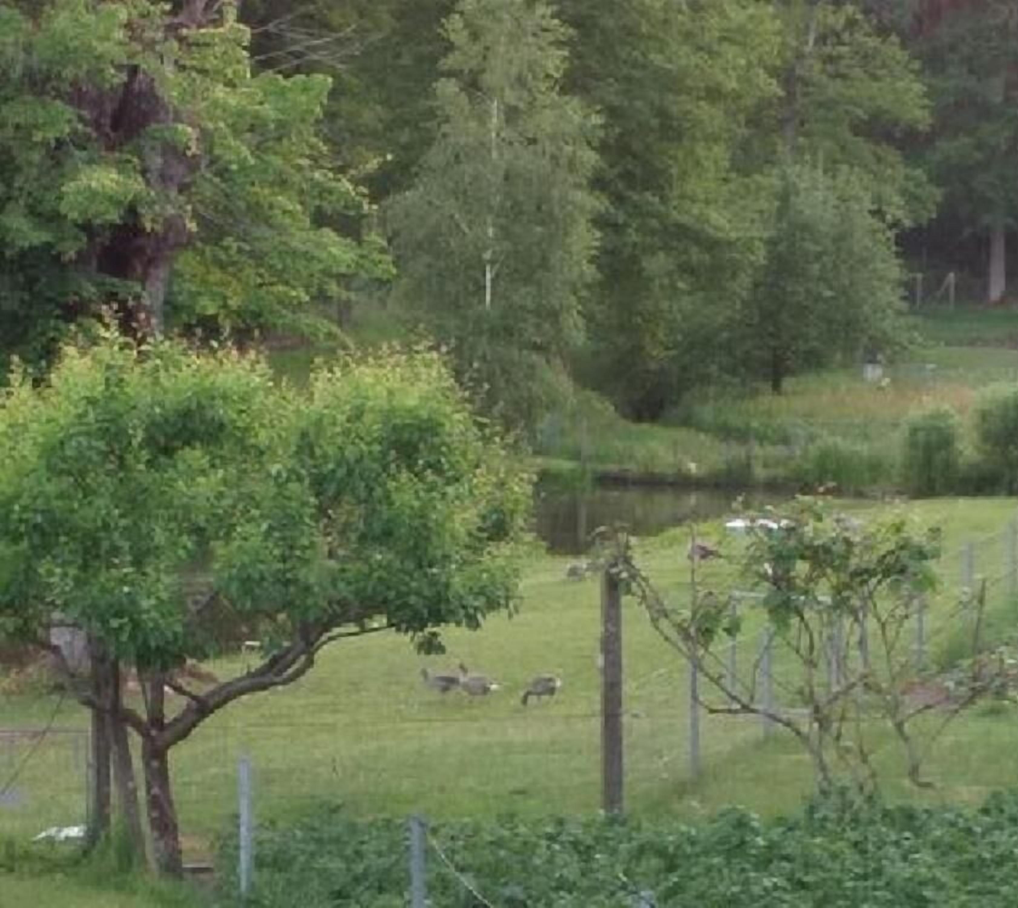 Paisaje rural con una zona cercada, árboles y una masa de agua.