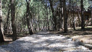 Property grounds - Mengen Cam Pinari Doga Evleri & Restaurant (Mengen)