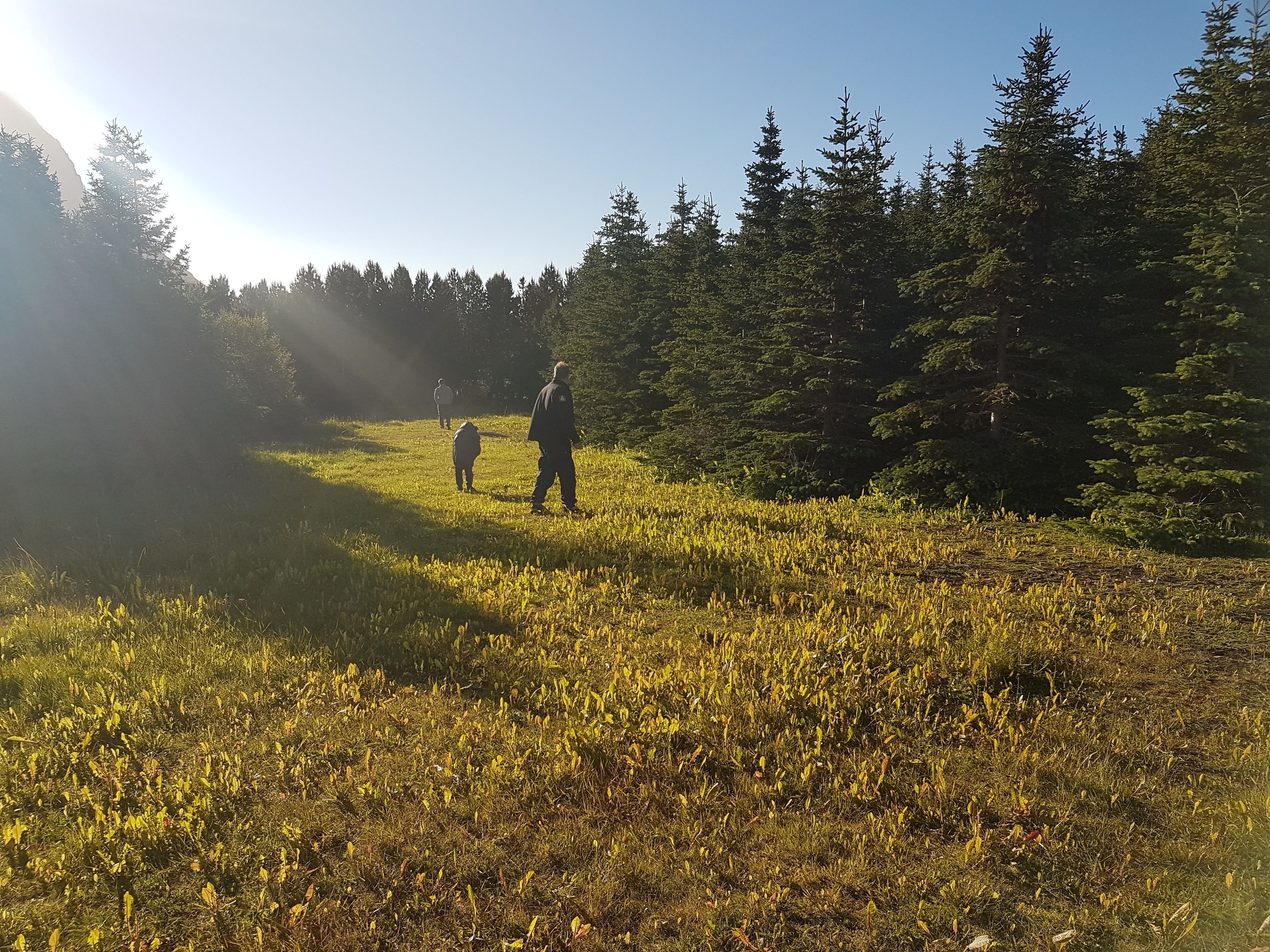 A grassy field with dense trees in the background.