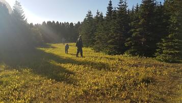 A grassy field with dense trees in the background.