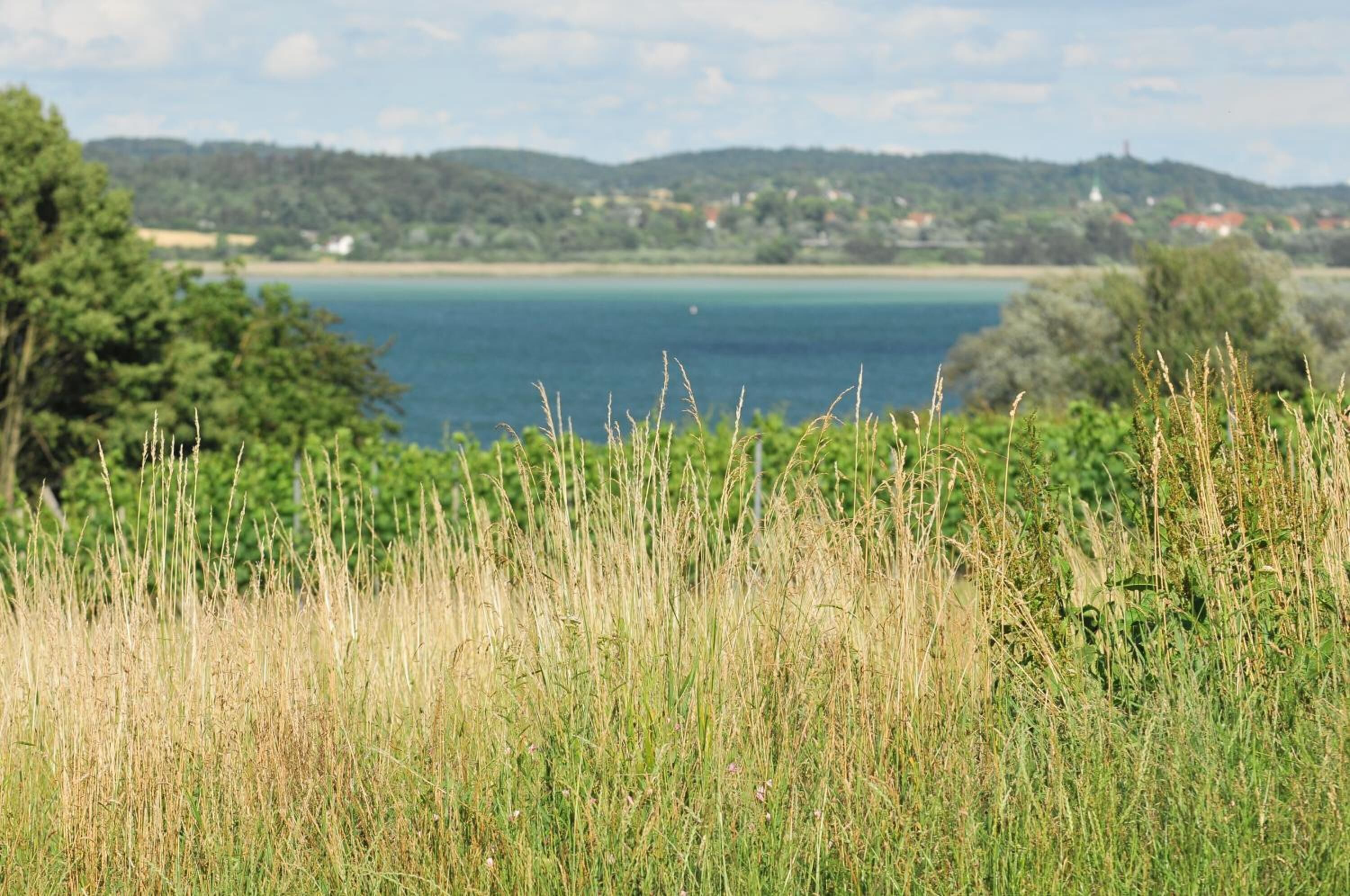 Eine Küstenlandschaft mit Blick auf das Meer und sanfte Hügel in der Ferne.