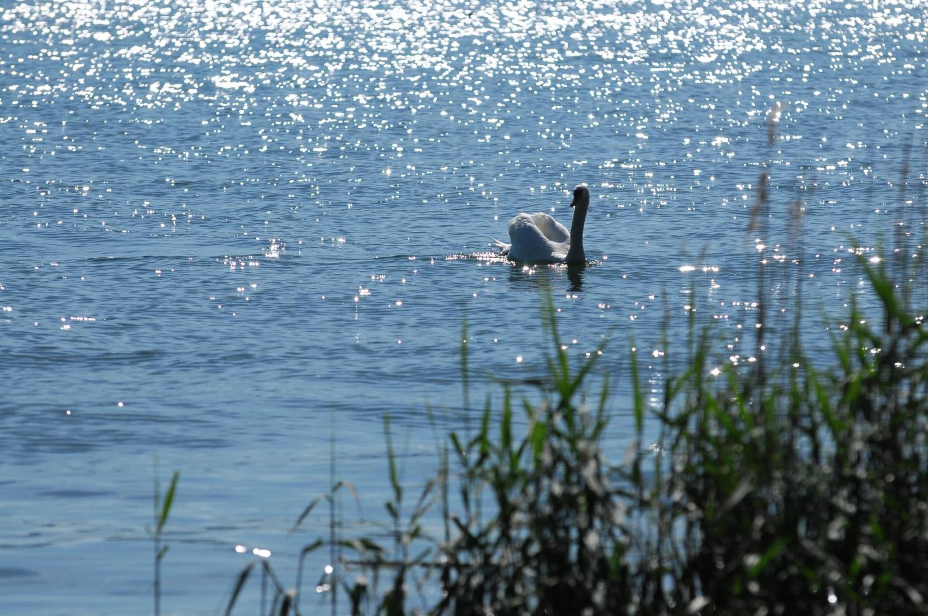 A swan swimming in a body of water with reflections of sunlight.