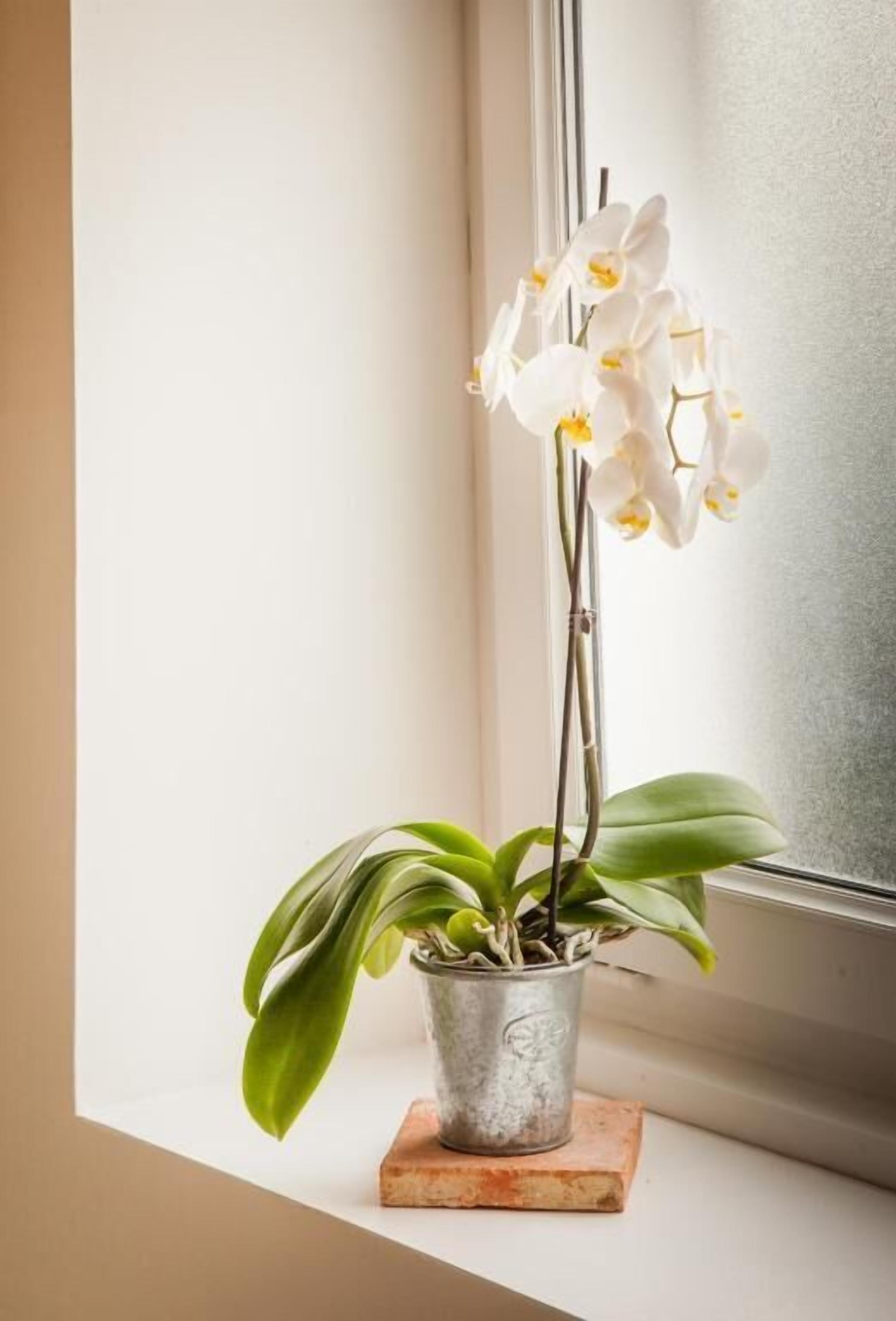 Une plante orchidée en pot, posée sur un rebord de fenêtre.