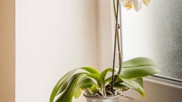 Une plante orchidée en pot, posée sur un rebord de fenêtre.