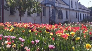 A building with a symmetrical facade, a central tree, and a field of tulips in front. - Hostel La Maison Montreau (Montreuil)