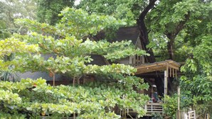 Una casa de madera rústica con un porche, rodeada de abundante vegetación y un muro de piedra.