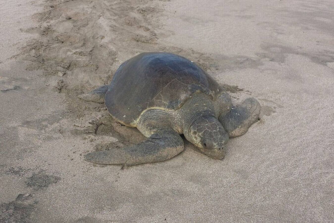 A sea turtle on a sandy beach.