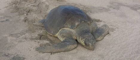 A sea turtle on a sandy beach.