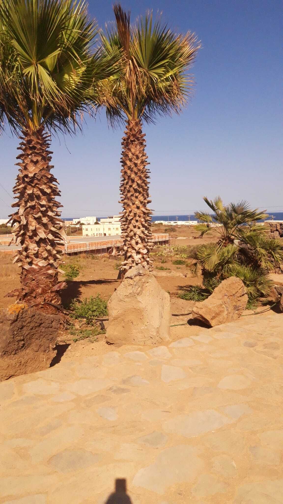 A sandy area with two palm trees and a stone pathway.