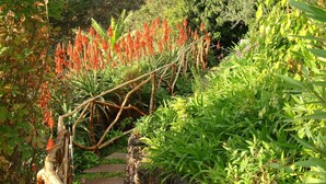 A garden pathway with a wooden bridge, surrounded by various green plants and red flowers.