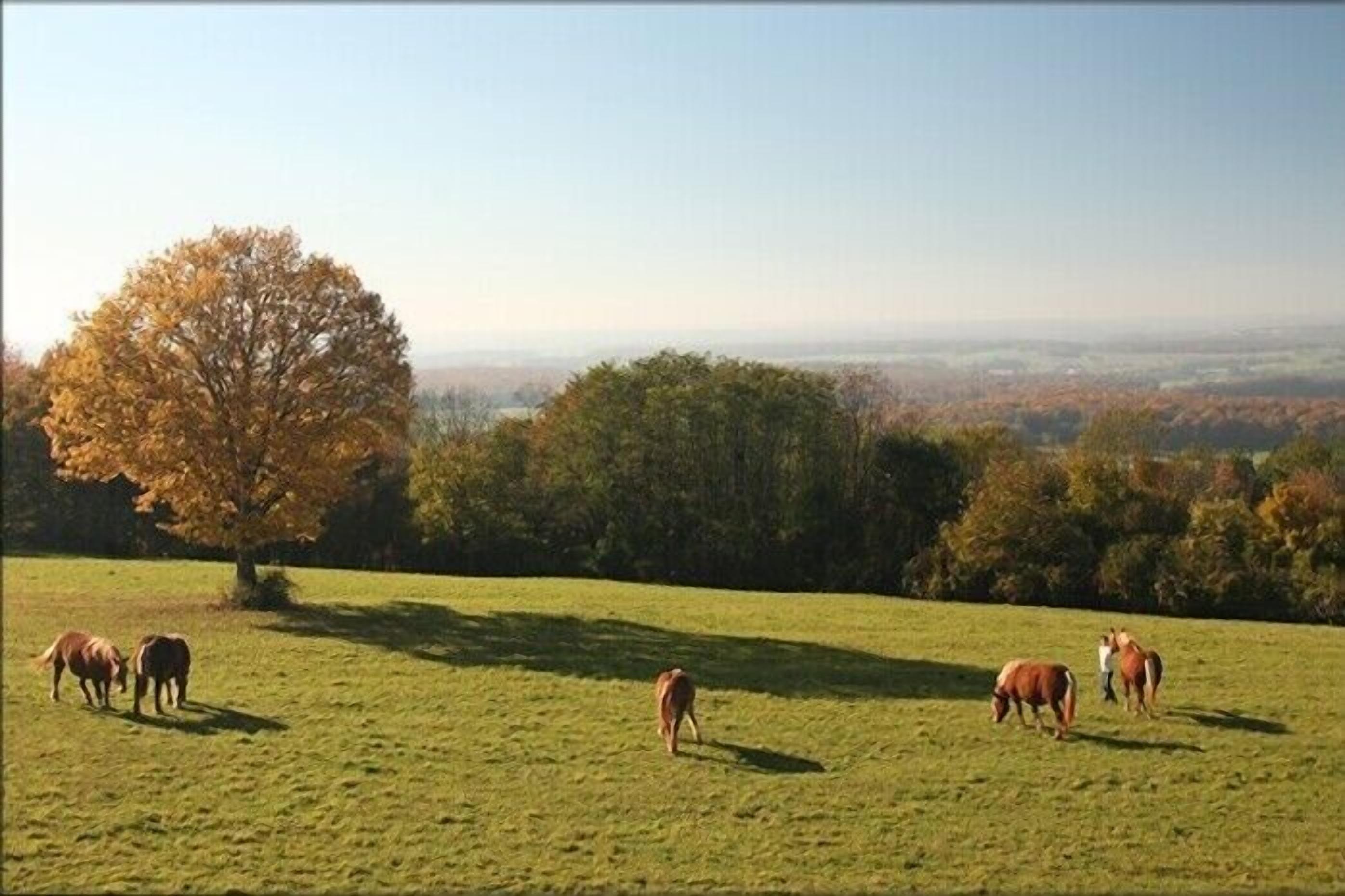 Un champ verdoyant où paissent des chevaux, un grand arbre et une vue lointaine sur un paysage.