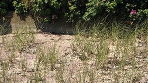 Een woonwijk met een huis met een grijze gevel en een verzorgde tuin met groene struiken en roze bloemen.
