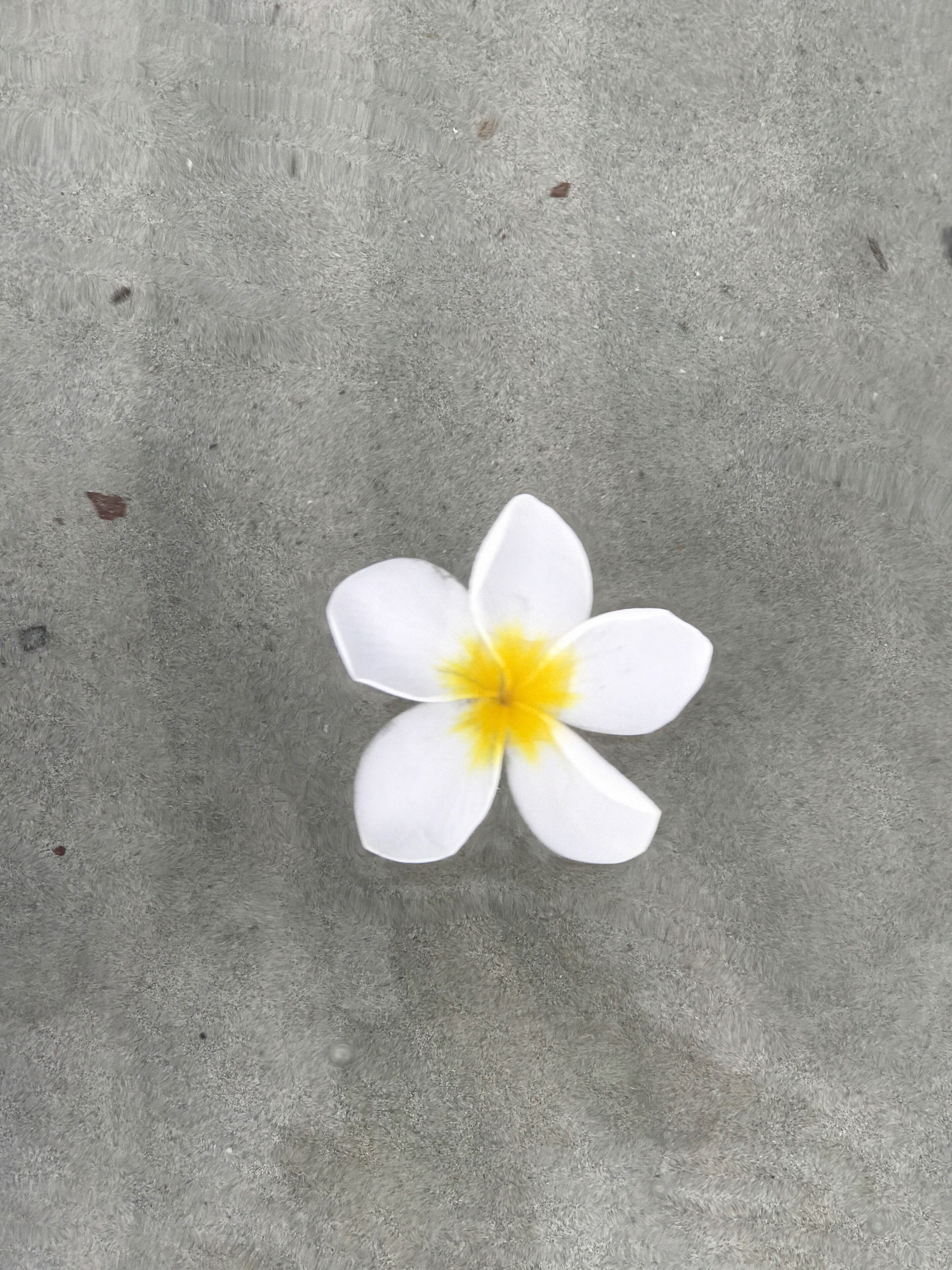 Maldon - the perfectly located beach town cottage — image 6