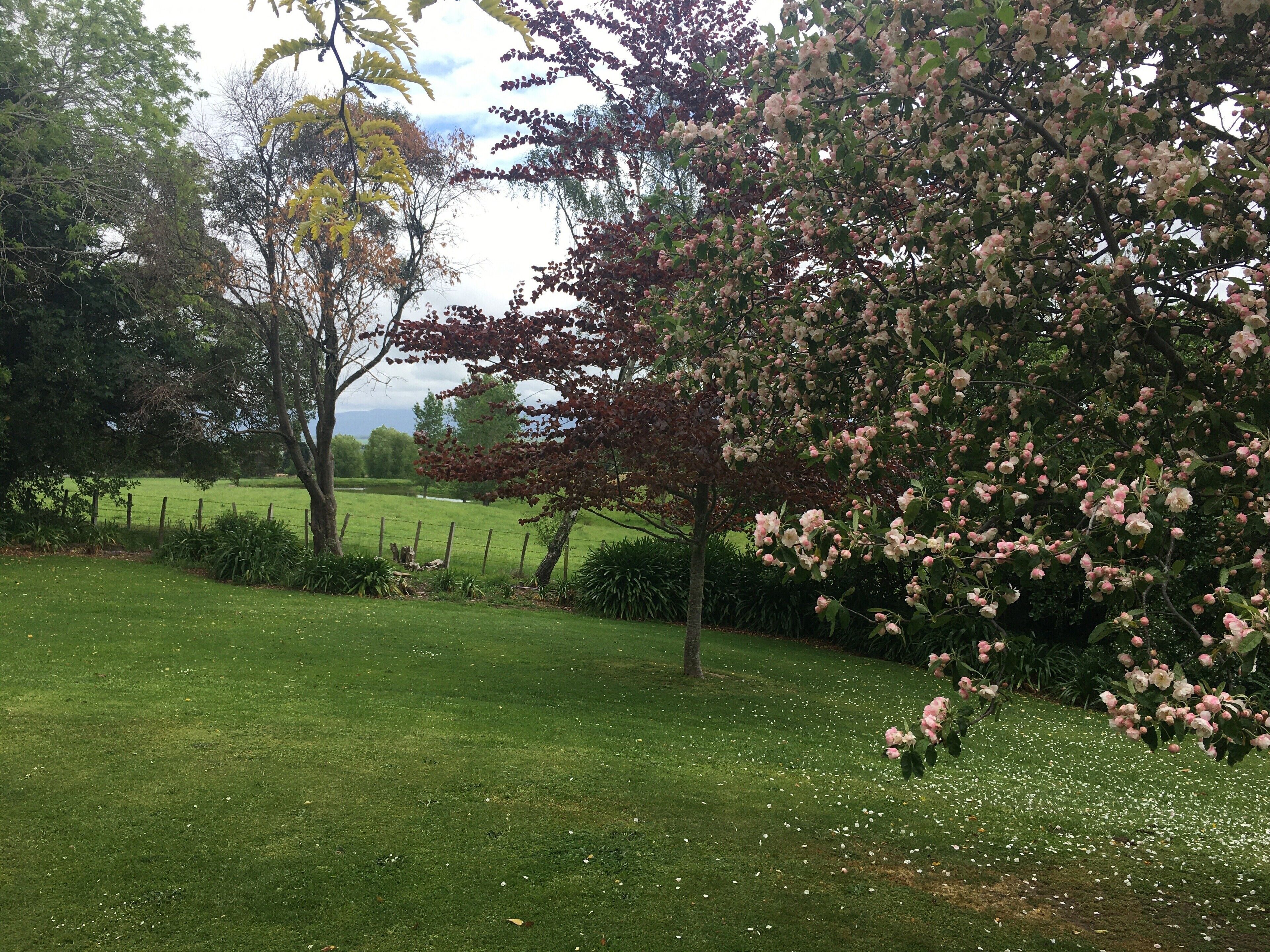 Un camp verd amb un arbre carregat de flors rosades i una tanca al fons.