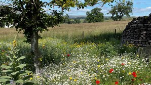 Een landelijk landschap met diverse wilde bloemen, een boom en een stenen muur.