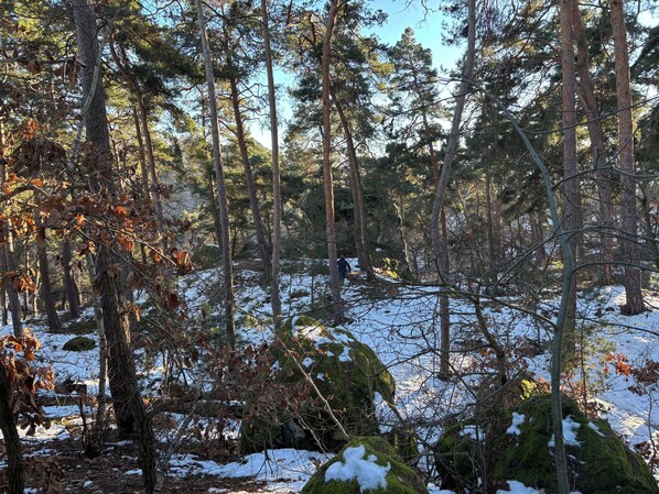 A forested area with snow-covered ground and trees. - large, newly renovated half-timbered house with garage, pets welcome (Stolberg)
