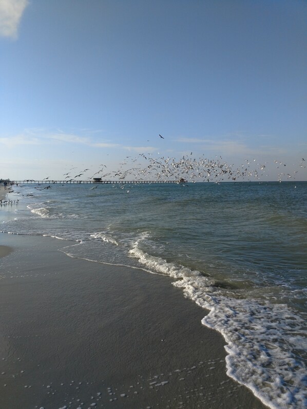 Playa en los alrededores, camastros y toallas de playa 