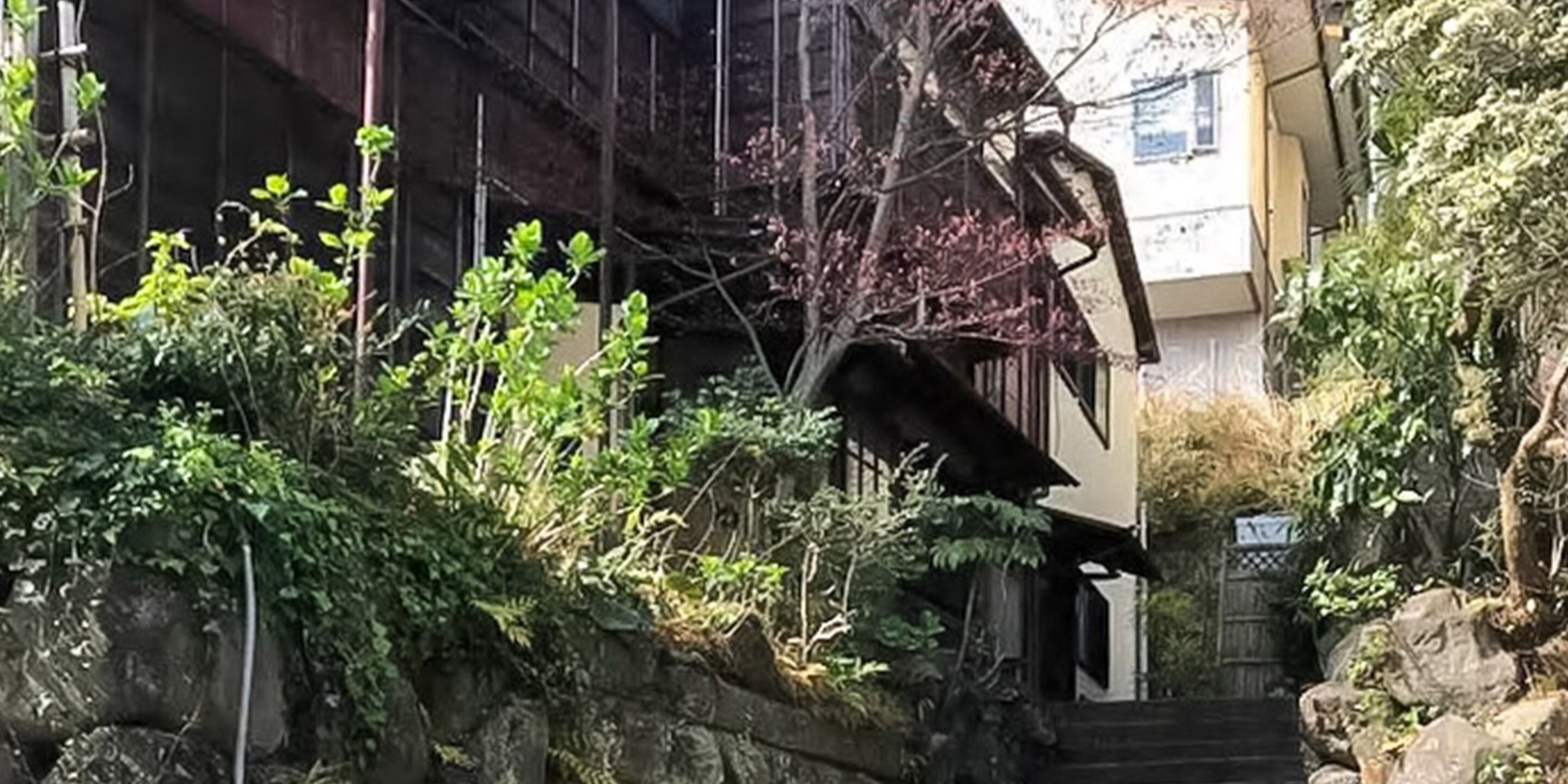 A building with a staircase leading up to a door, surrounded by dense vegetation and a large tree.