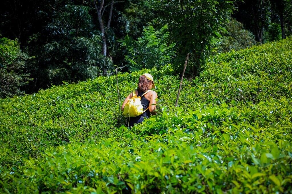 A person walking through a lush green tea plantation.