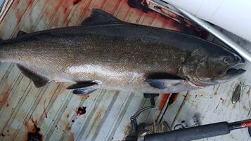 A large fish on a metal surface with fishing equipment nearby.