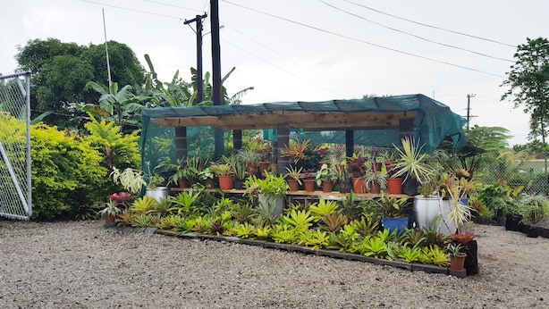 Garden - Uili's Farm House (Apia)