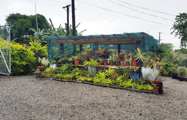 Garden - Uili's Farm House (Apia)