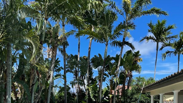 A swimming pool with a swan inflatable float and palm trees in the background. - Charming Floridian Home with pool located close to Lauderdale by the Sea. (Fort Lauderdale)