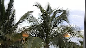 A view of a beach with palm trees and a thatched hut.