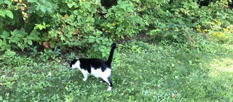 Gated 40 acre Animal Farm w/best mountain views in N. Conway