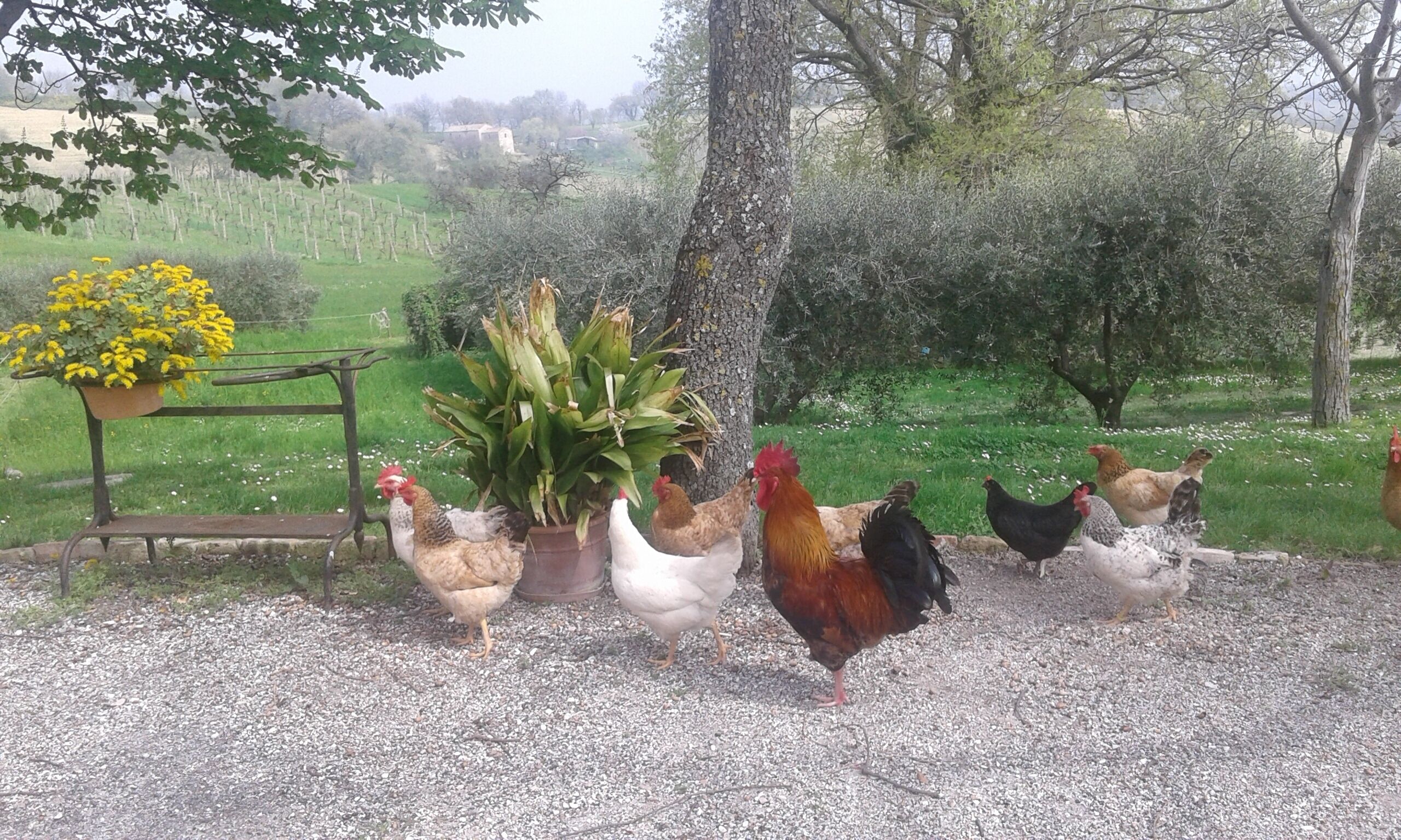 Un sendero de grava con gallinas y una planta en maceta.
