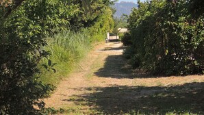 A gravel path flanked by dense foliage, leading to a gate.