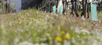 Winetourism in the heart of Bordeaux