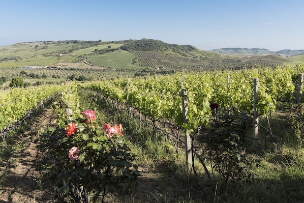 A vineyard with rows of grapevines and a hillside in the background.